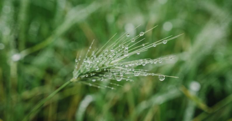 Moisturizers - Macro wheat