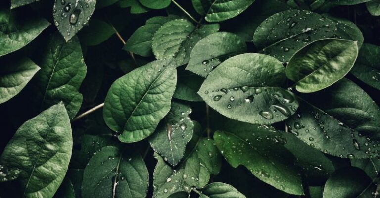 Moisturizers - Close-Up Photography of Leaves With Droplets